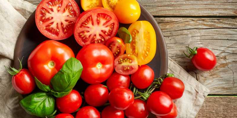 All About Growing Tomatoes